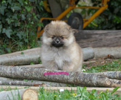 Les chiots de Spitz allemand