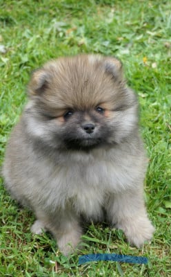 Les chiots de Spitz allemand