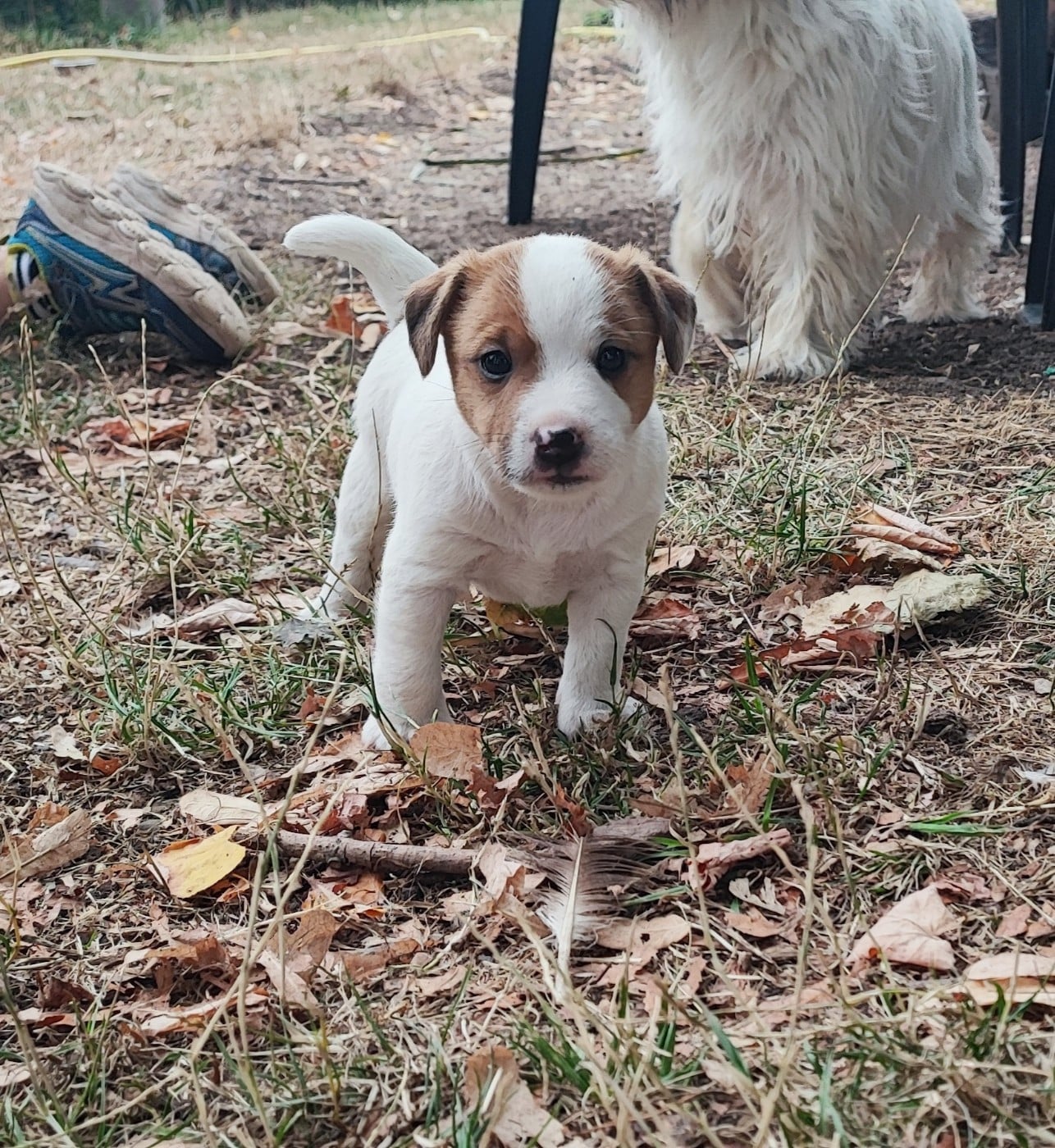 Jack Russell Terrier - Solaar Jack