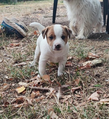 Chiot N°1 - Jack Russell Terrier