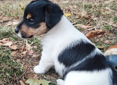 Les chiots de Jack Russell Terrier