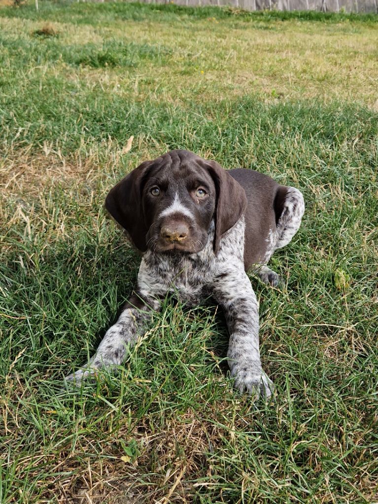 Chiot Griffon d'arrêt à poil dur Korthals - CHIOT 3 Du Mont Perriere