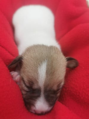 Les chiots de Jack Russell Terrier