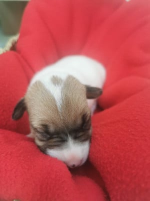 Les chiots de Jack Russell Terrier
