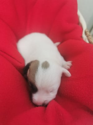 Les chiots de Jack Russell Terrier