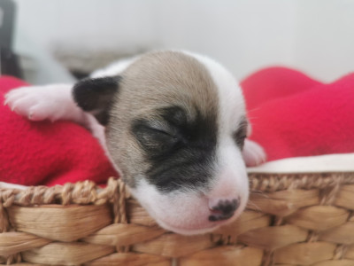 Les chiots de Jack Russell Terrier