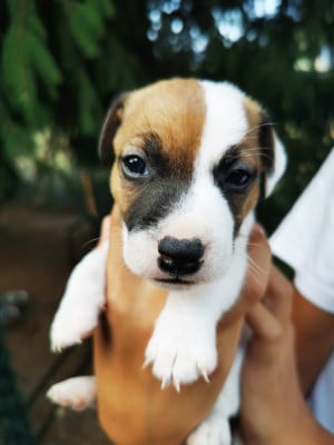 Les chiots de Jack Russell Terrier
