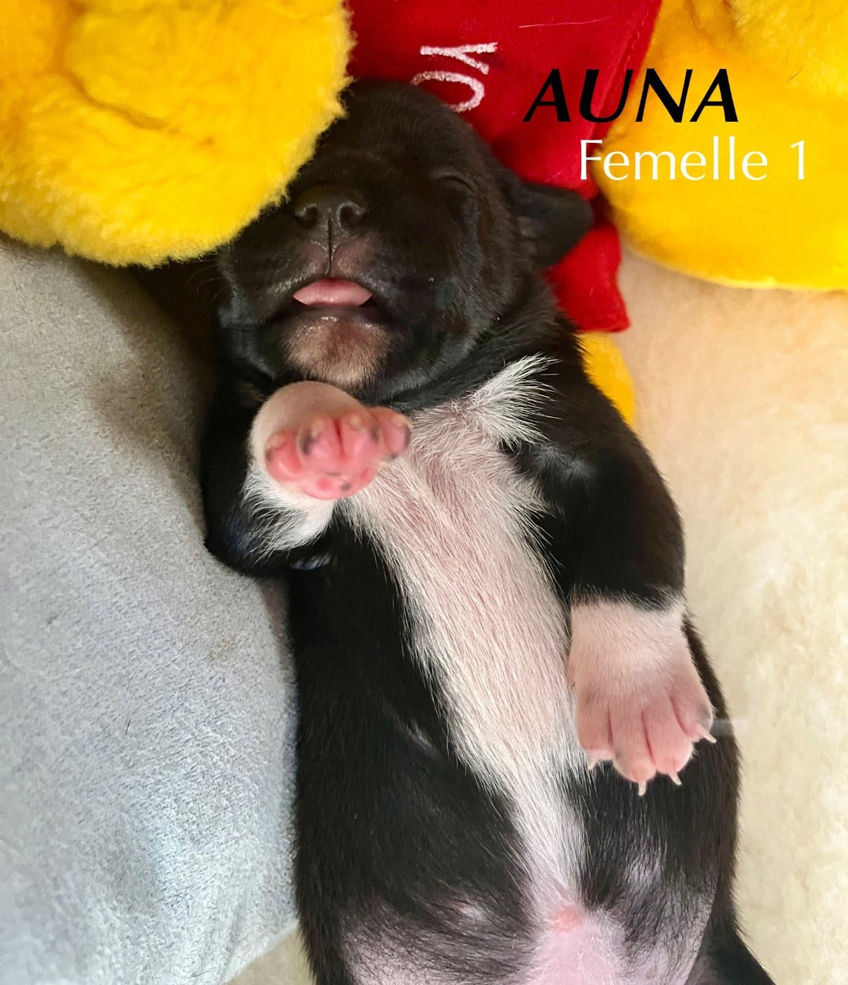 Auna de la Confiance Canine AJS