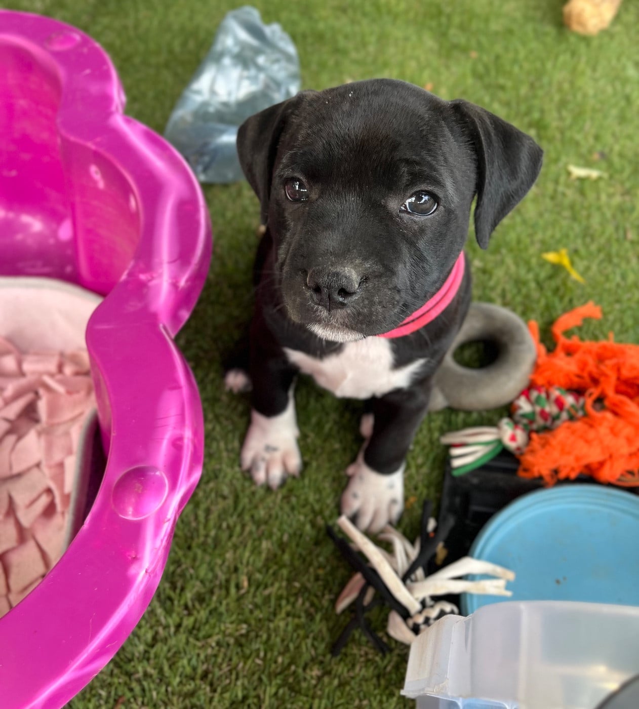 Auna de la Confiance Canine AJS