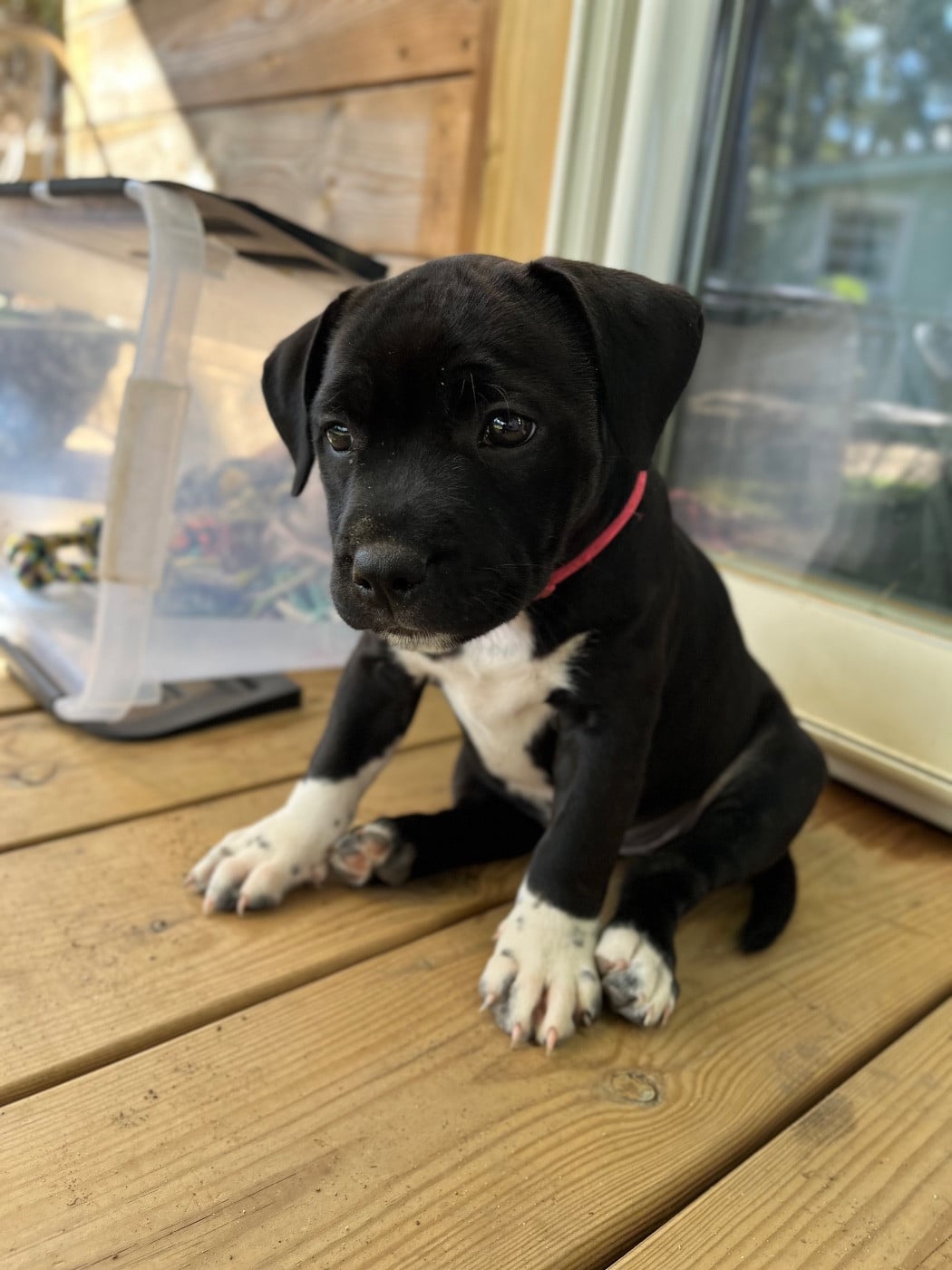 Auna de la Confiance Canine AJS