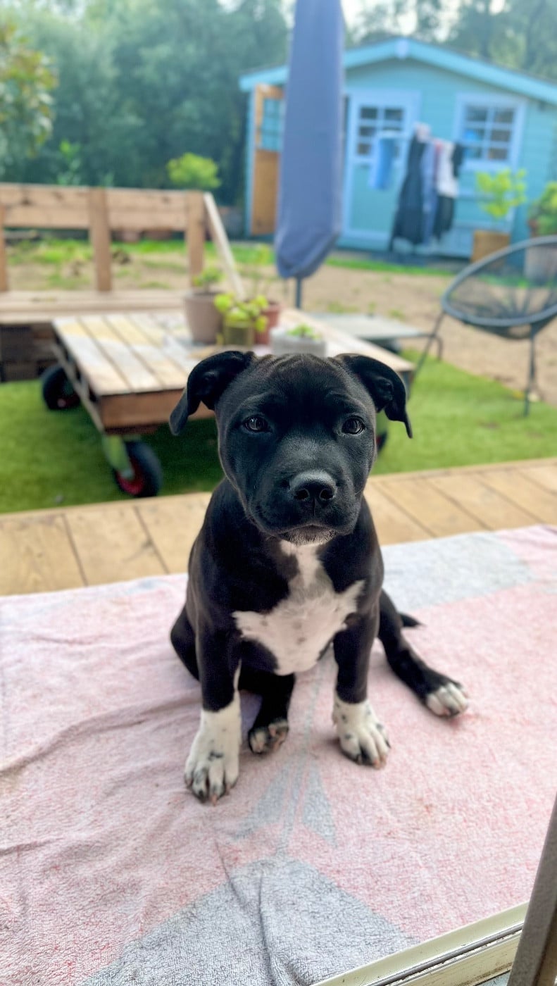 Auna de la Confiance Canine AJS