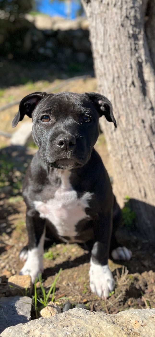 Auna de la Confiance Canine AJS