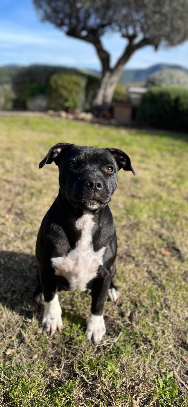 Auna de la Confiance Canine AJS