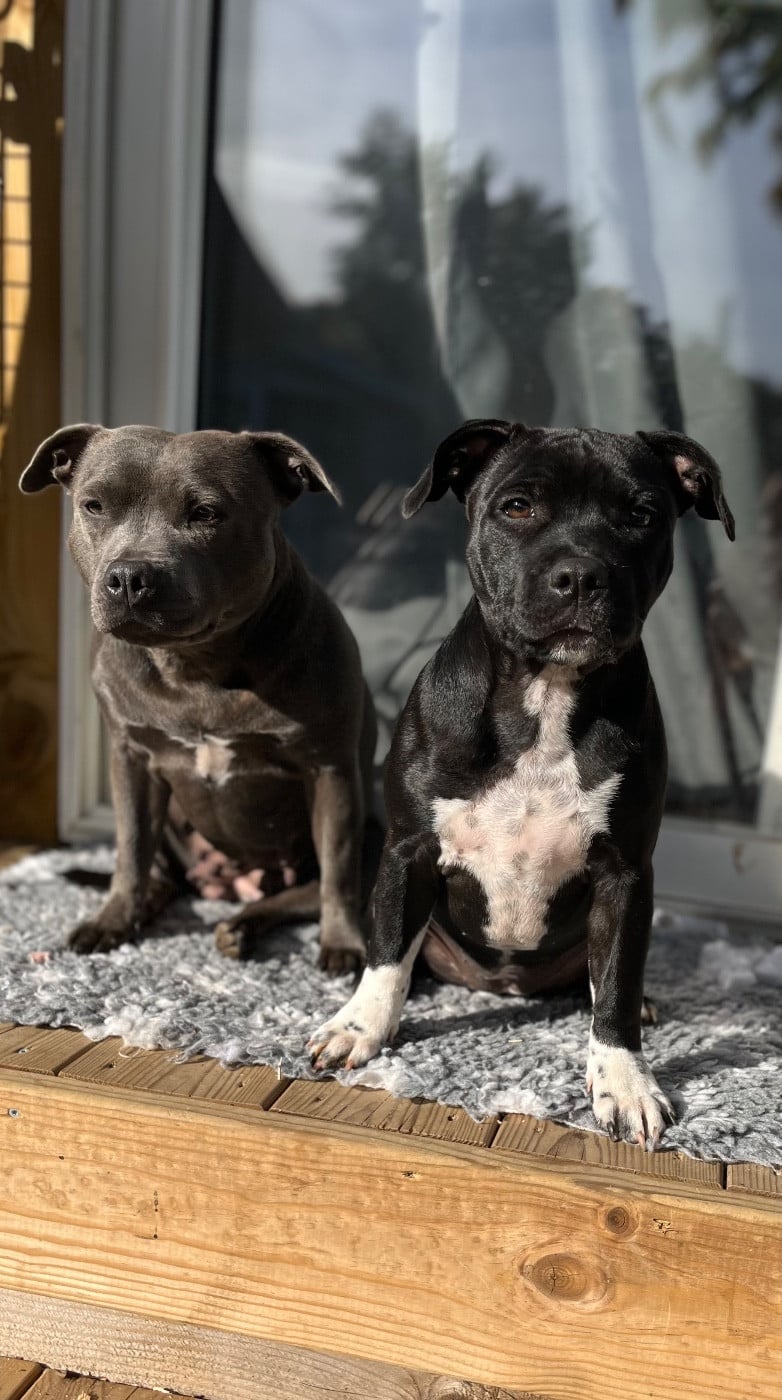 Auna de la Confiance Canine AJS