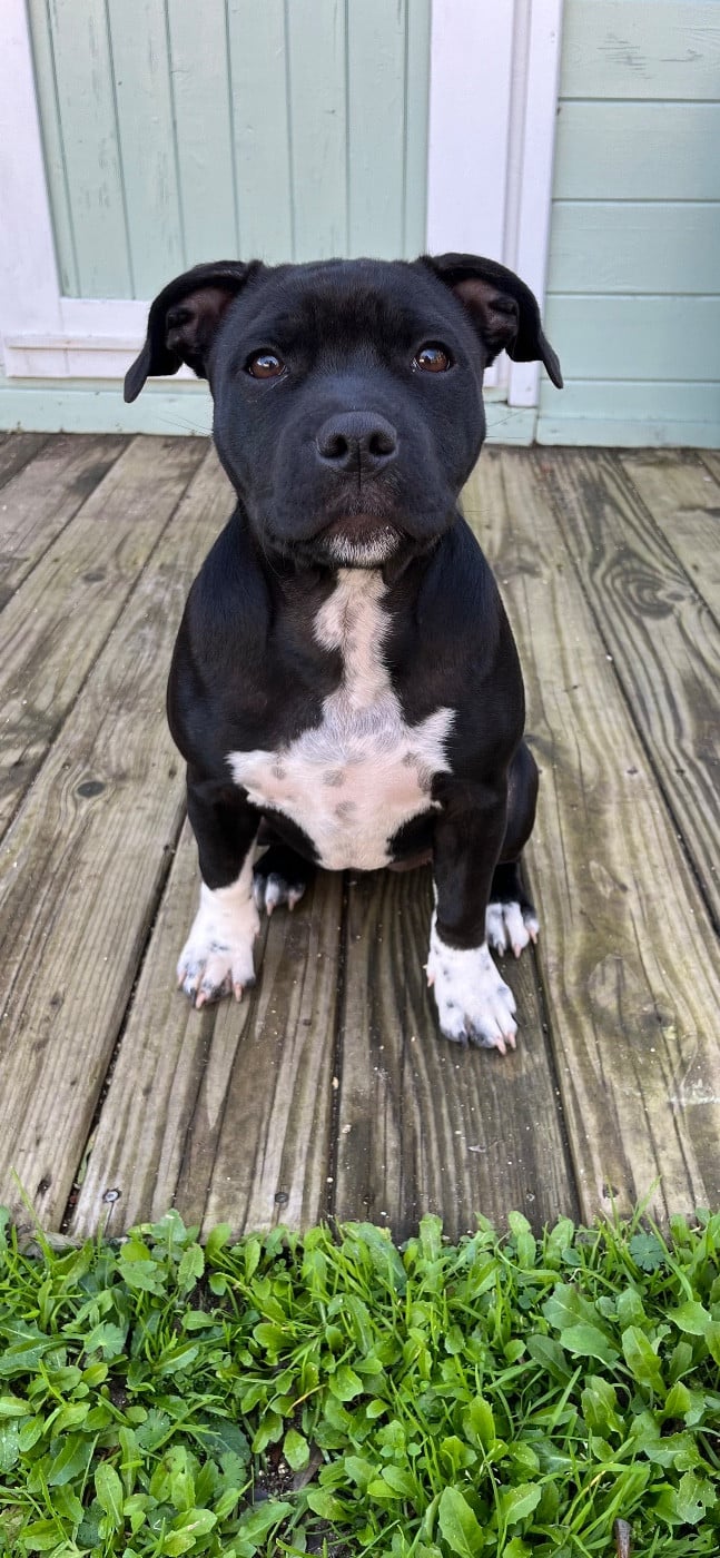 Auna de la Confiance Canine AJS