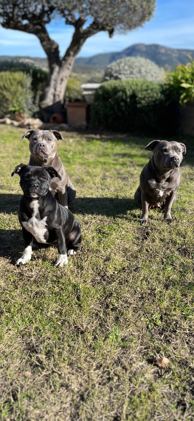 Auna de la Confiance Canine AJS