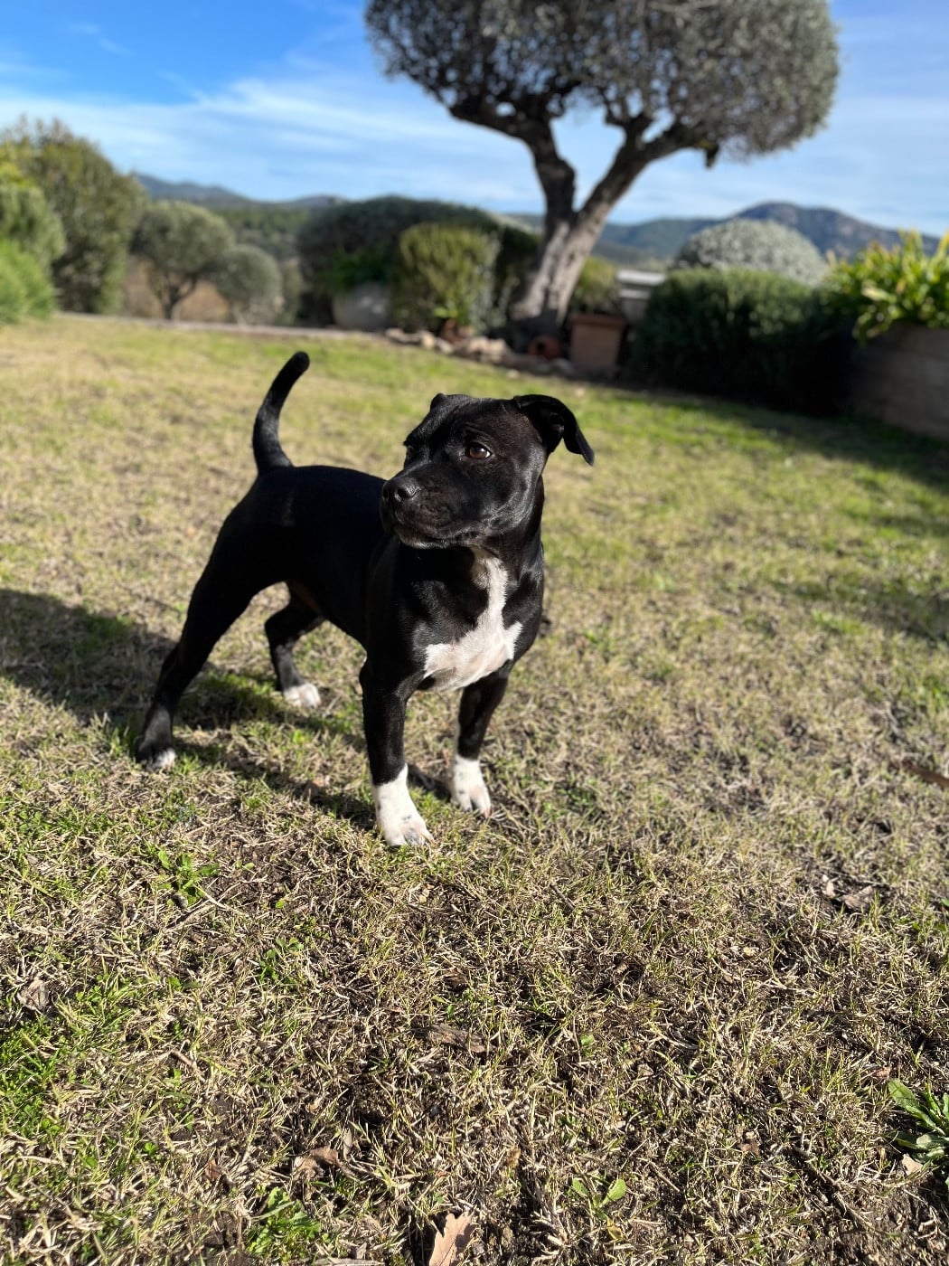 Auna de la Confiance Canine AJS