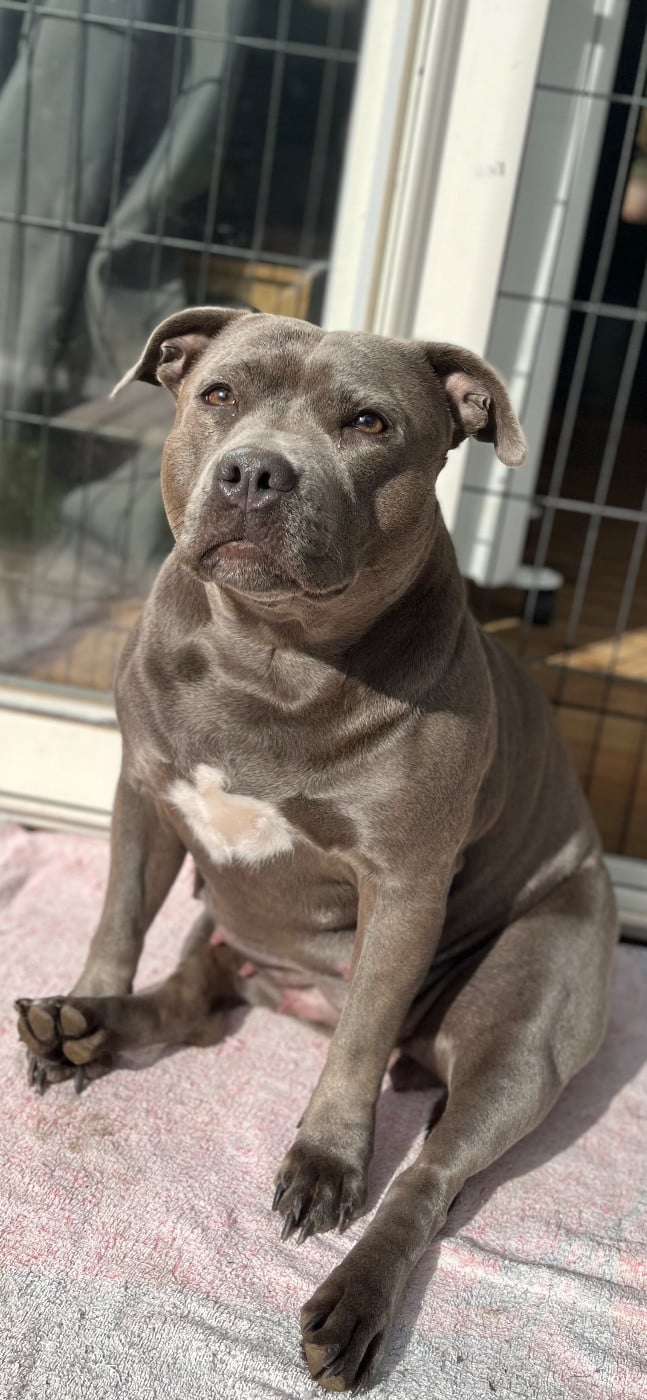 Undying de la Confiance Canine AJS