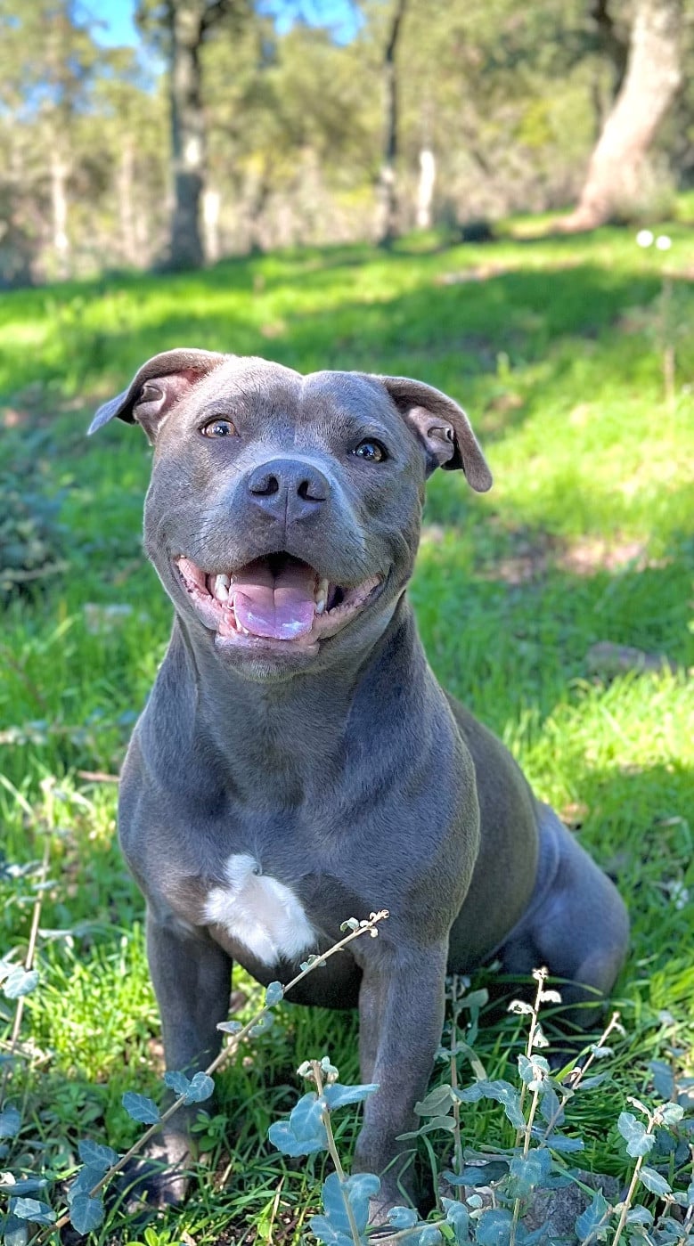 Undying de la Confiance Canine AJS