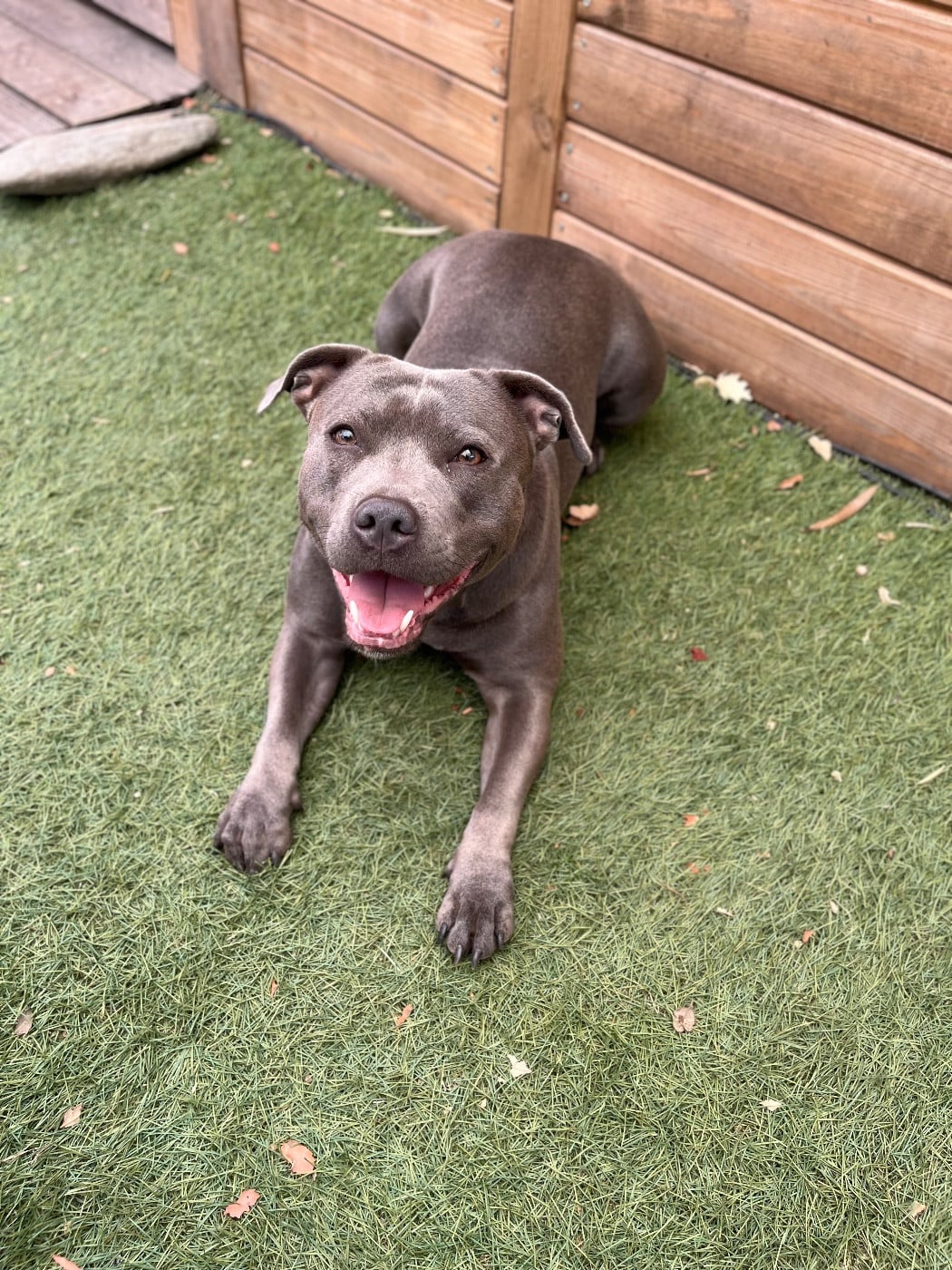 Undying de la Confiance Canine AJS