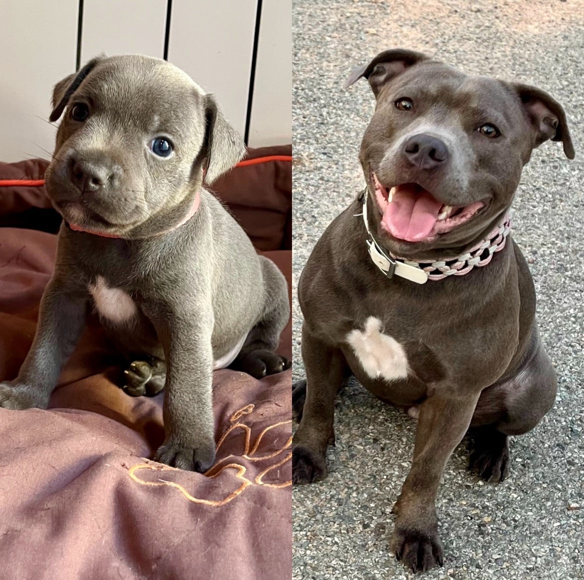 Undying de la Confiance Canine AJS