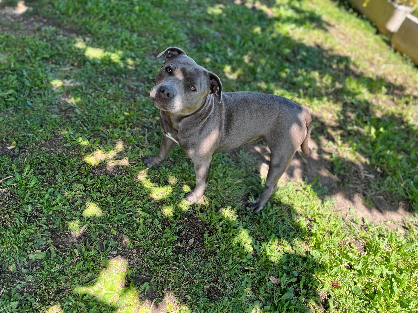 Undying de la Confiance Canine AJS