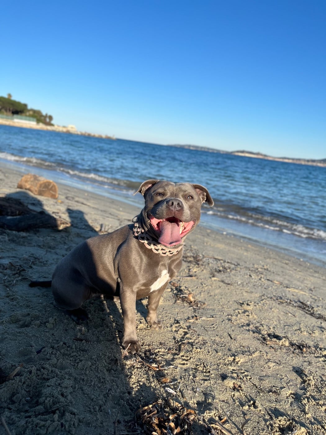 Undying de la Confiance Canine AJS