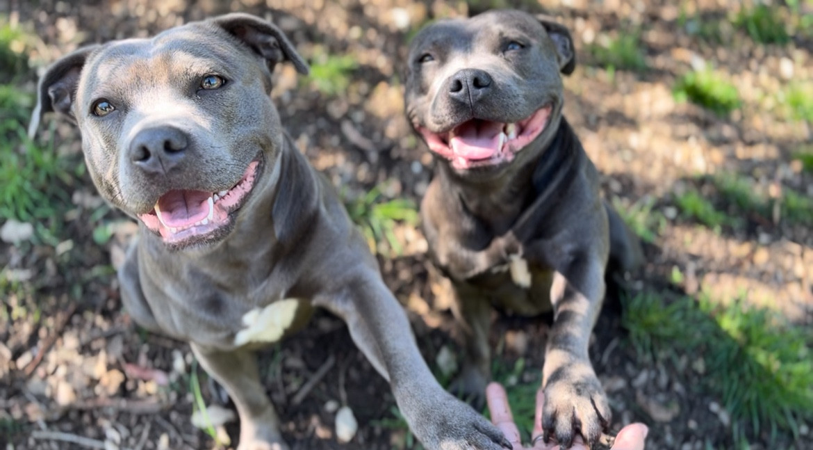 Shaïna (Sans Affixe)