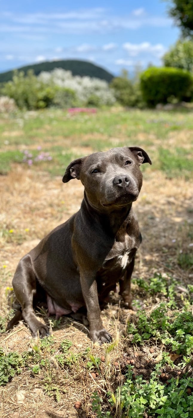 Shaïna (Sans Affixe)