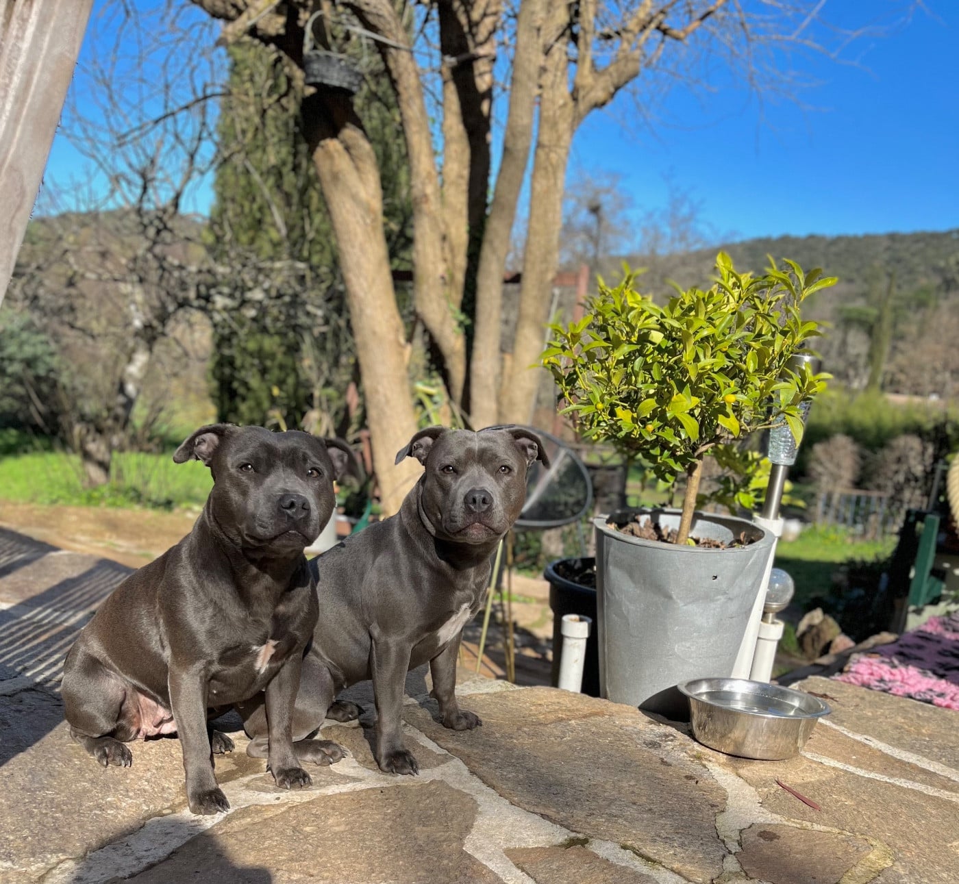 Shaïna (Sans Affixe)