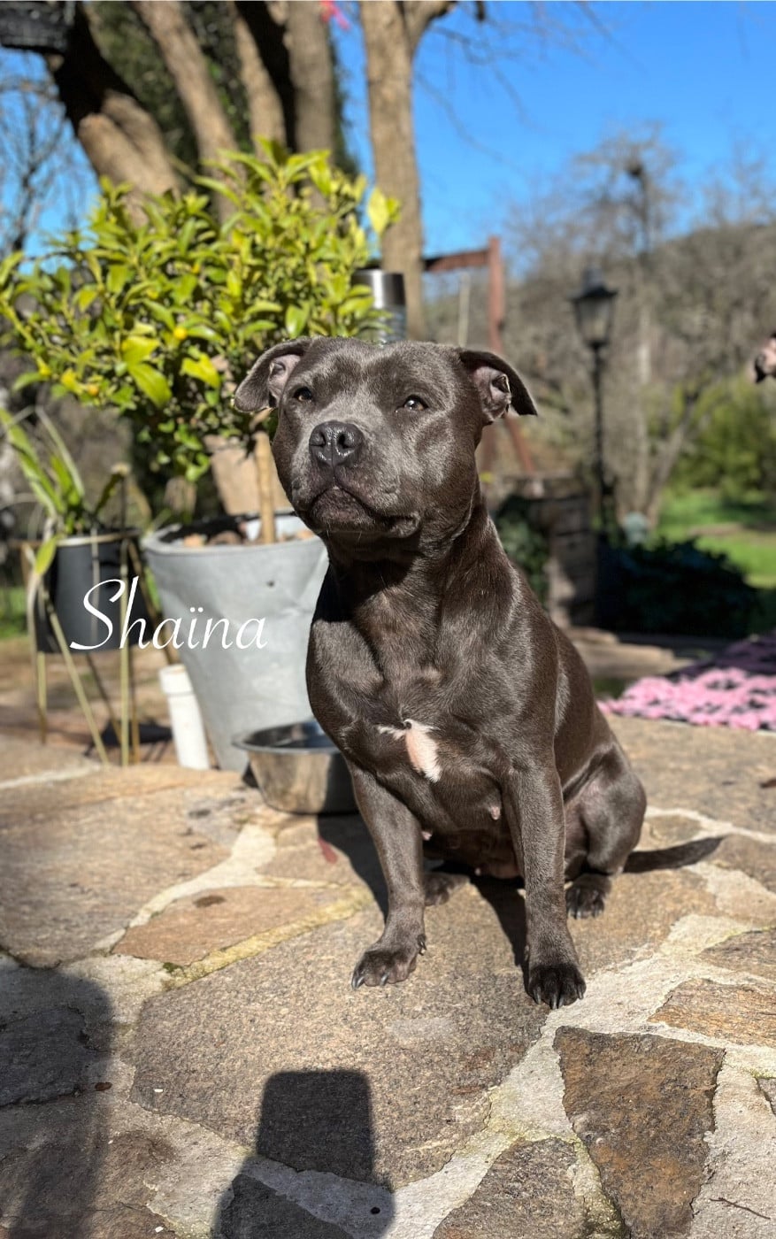 Shaïna (Sans Affixe)