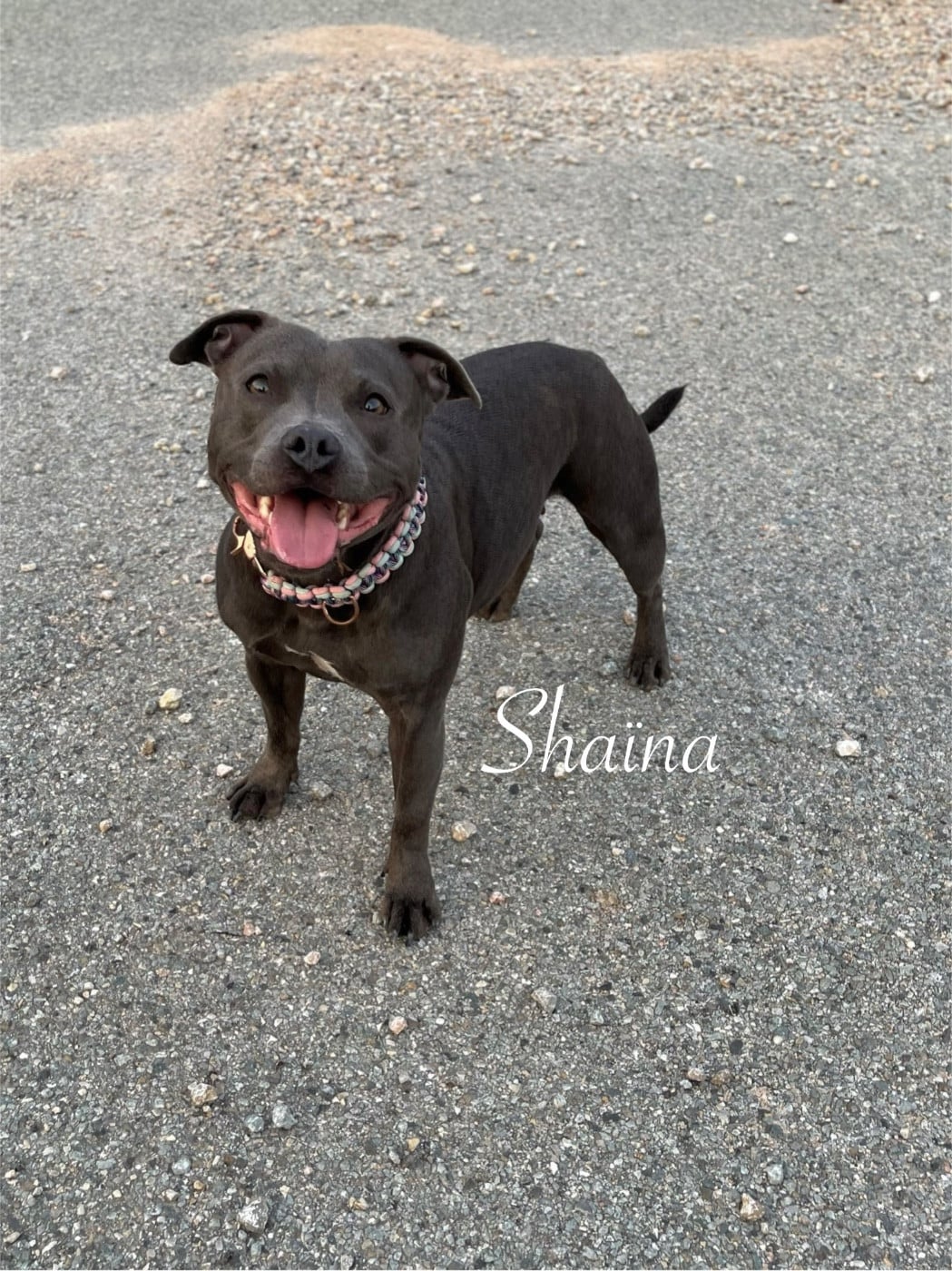 Shaïna (Sans Affixe)