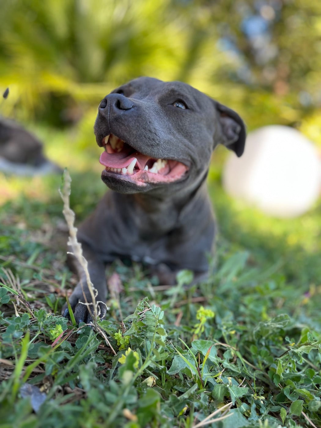 Shaïna (Sans Affixe)