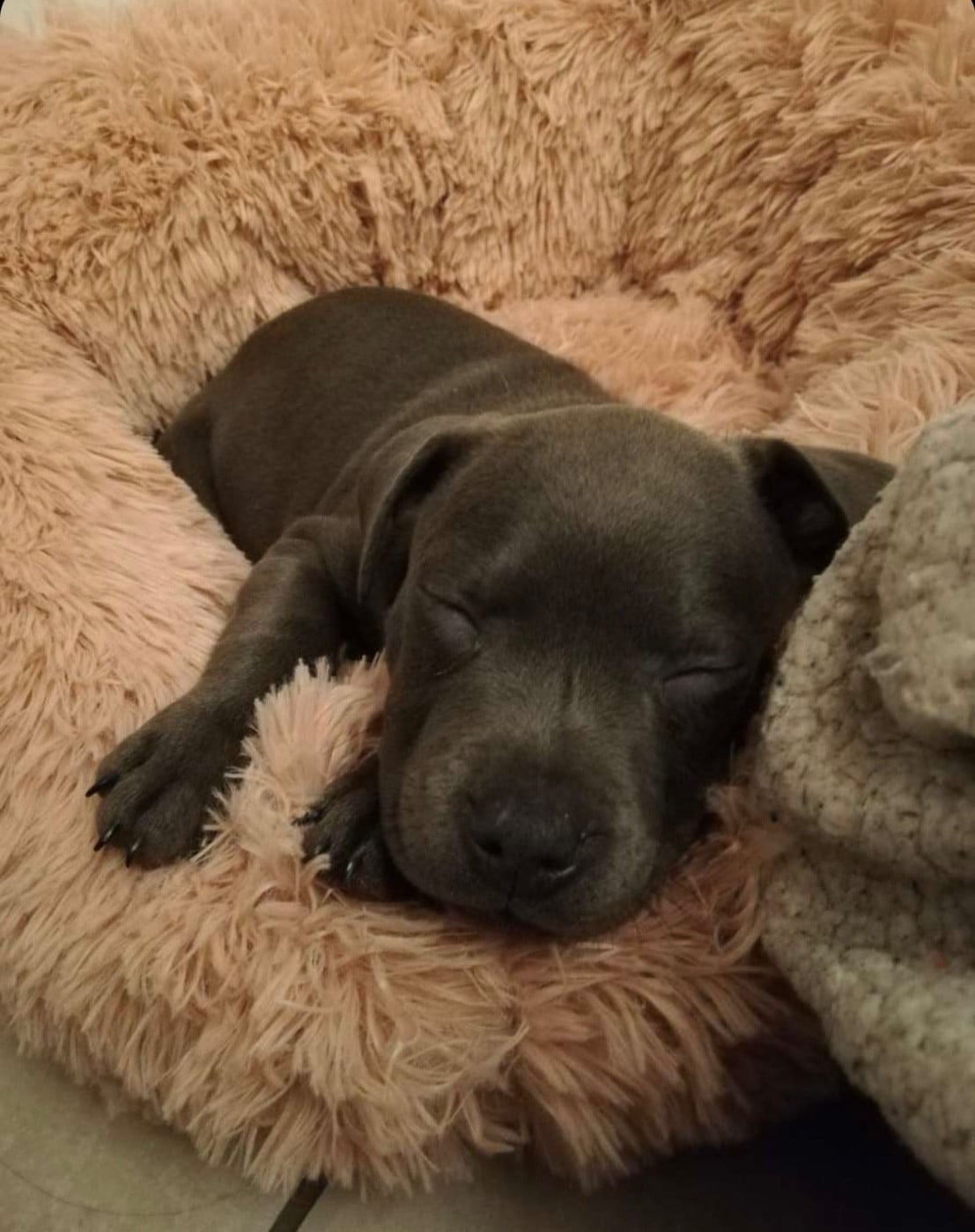 Shaïna (Sans Affixe)