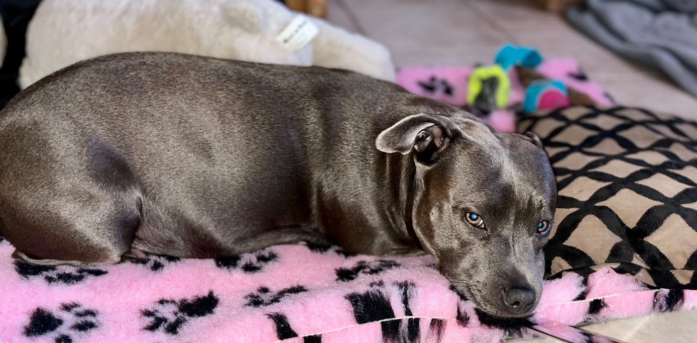 Shaïna (Sans Affixe)