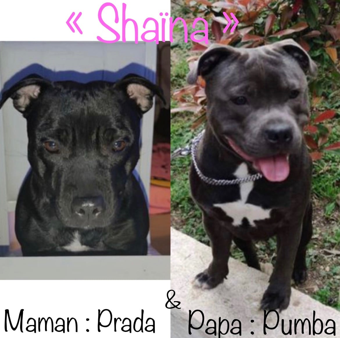 Shaïna (Sans Affixe)