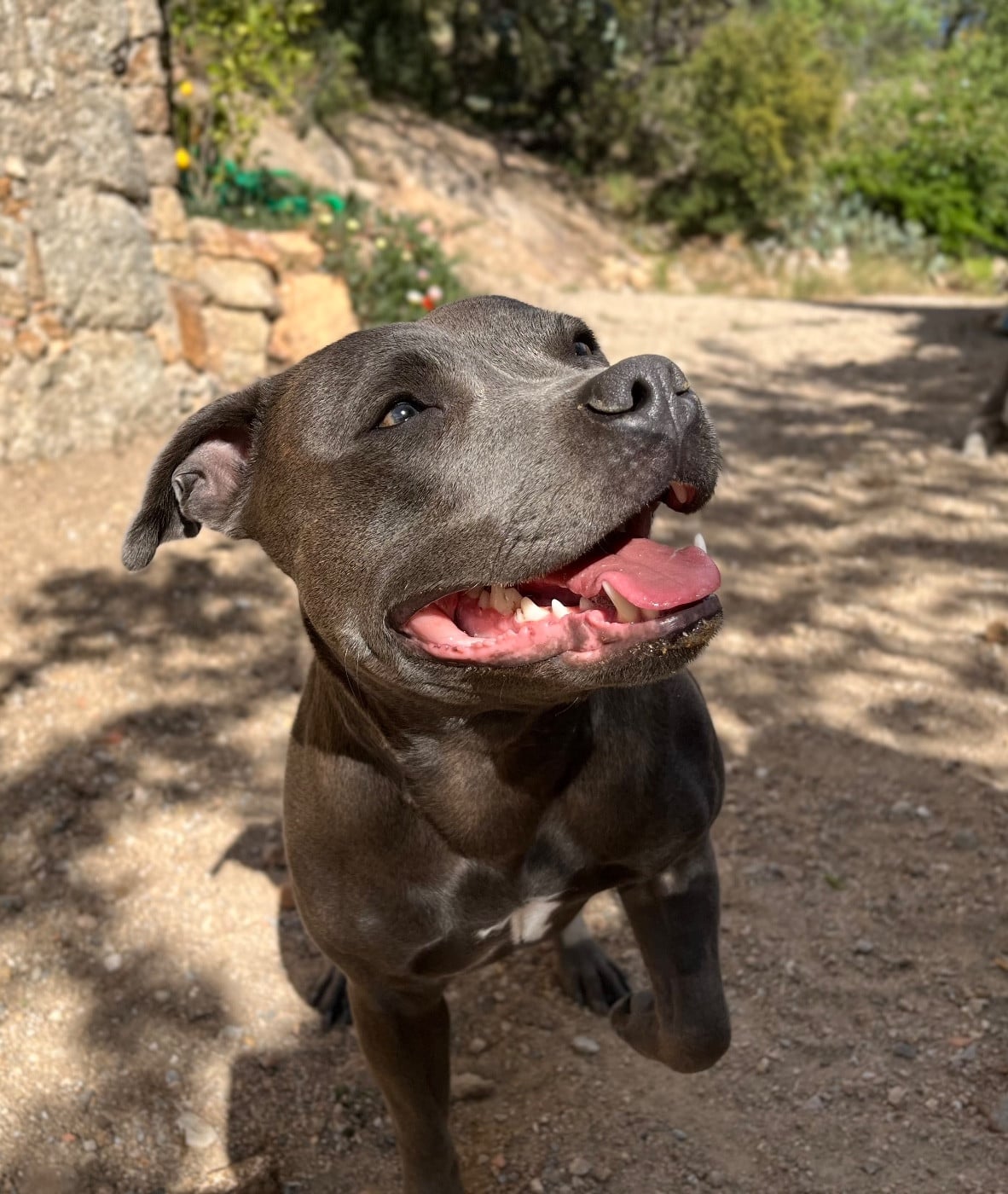 Shaïna (Sans Affixe)