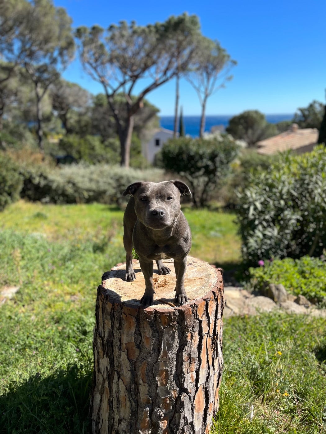 Shaïna (Sans Affixe)