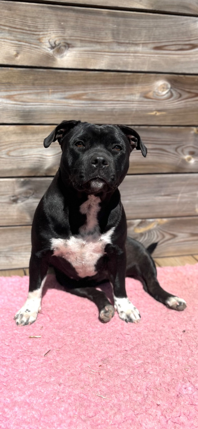 Publication : de la Confiance Canine AJS