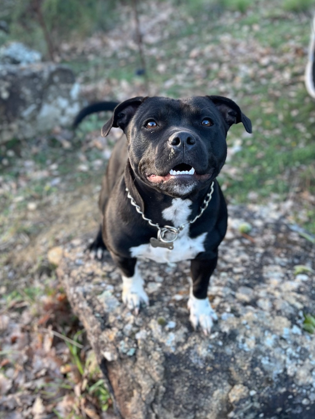 Publication : de la Confiance Canine AJS