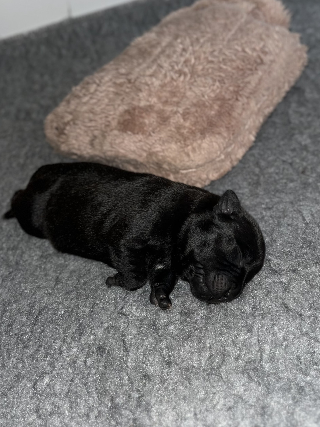 Bunker Black