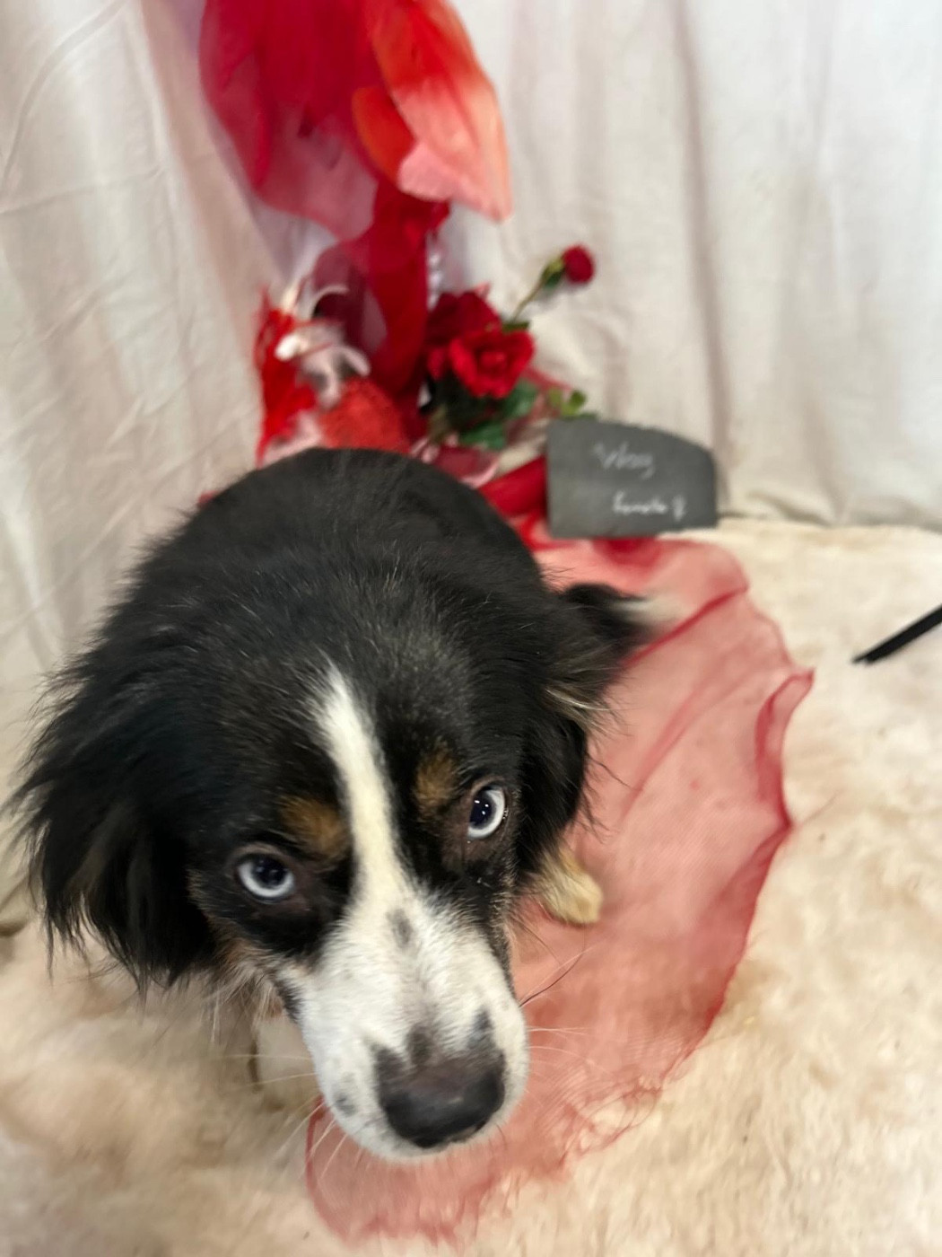 Publication : Des Montagnes Argentées