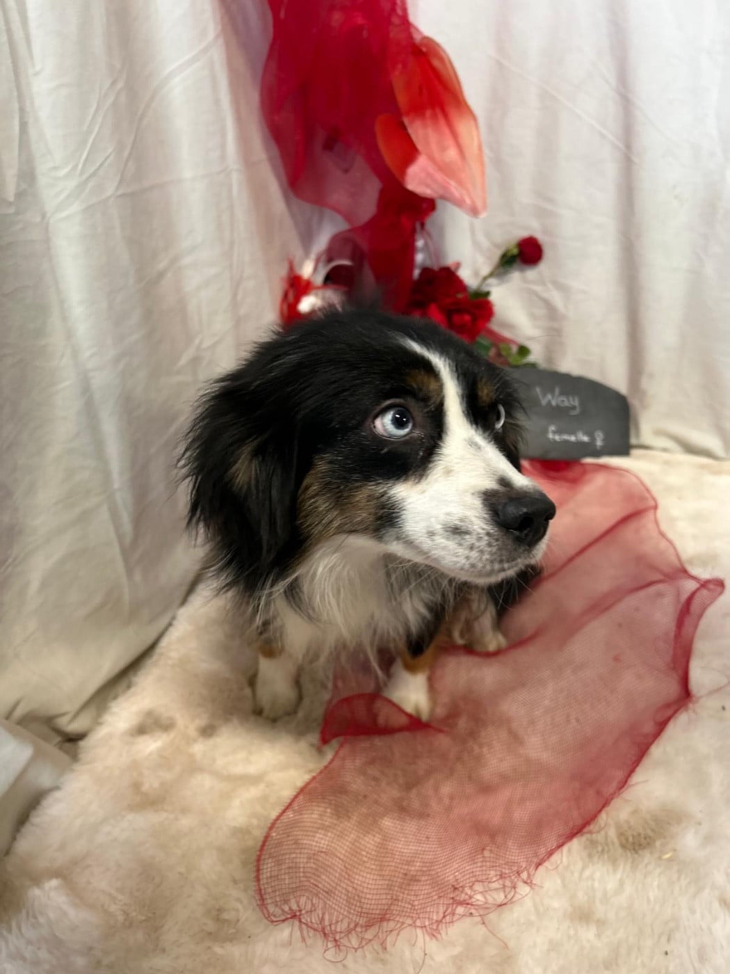 Publication : Des Montagnes Argentées