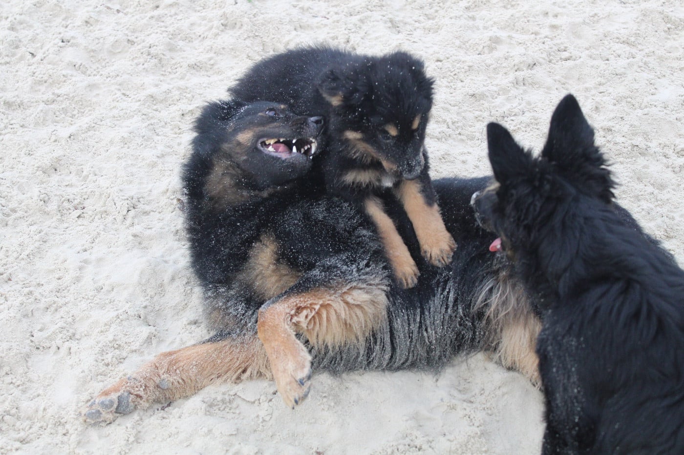 Chanel magnolia passco