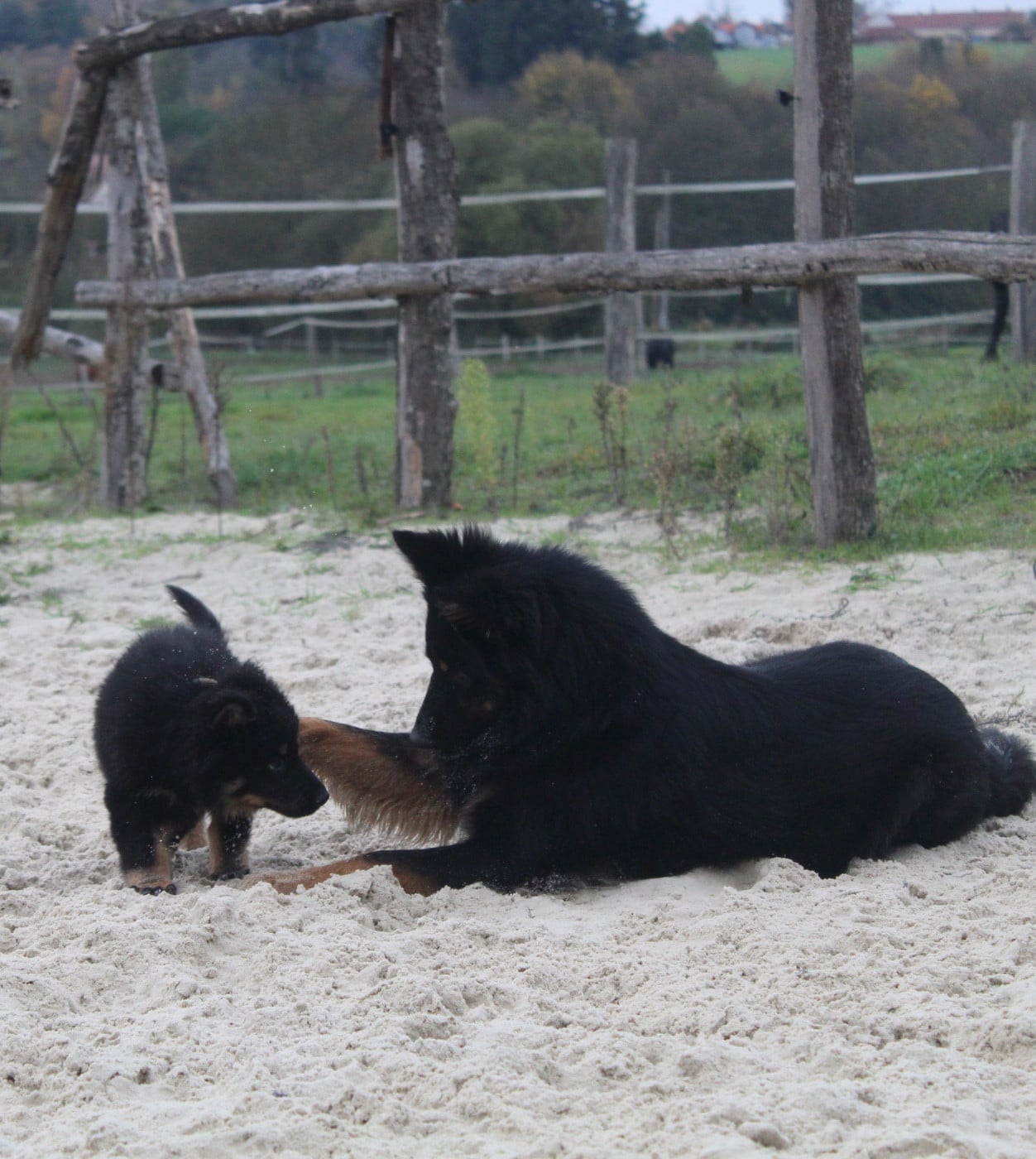 Chanel magnolia passco