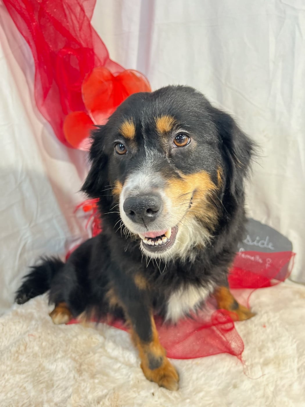 Publication : Des Montagnes Argentées