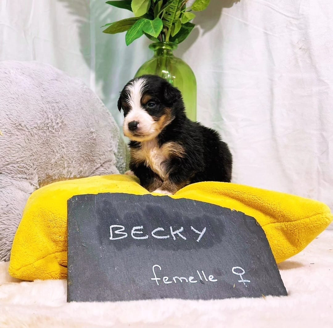 BECKY - Berger Américain Miniature 