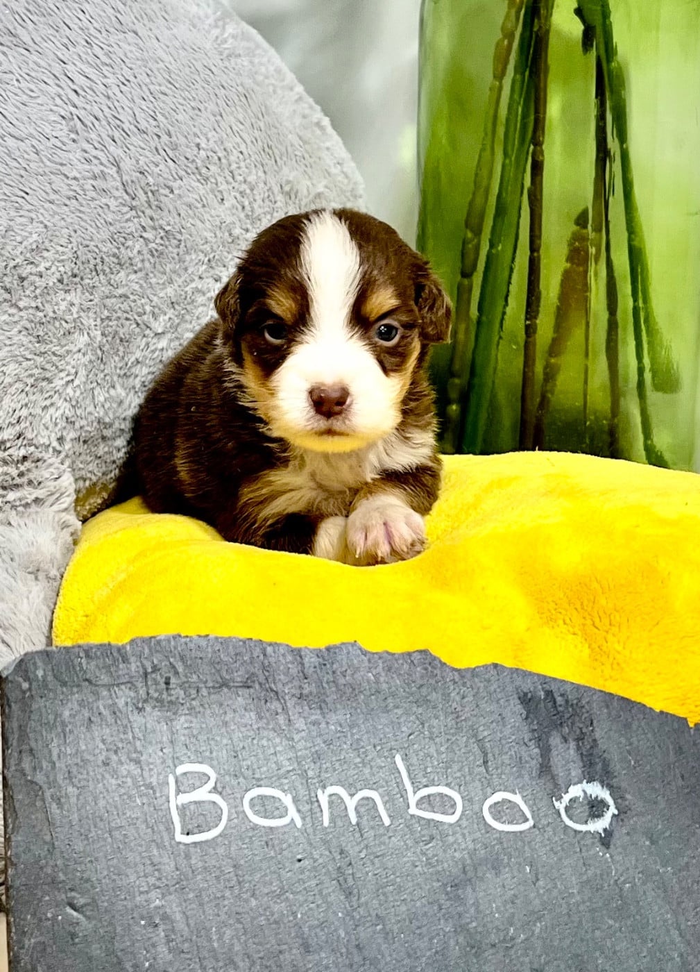 BAMBOO - Berger Américain Miniature 