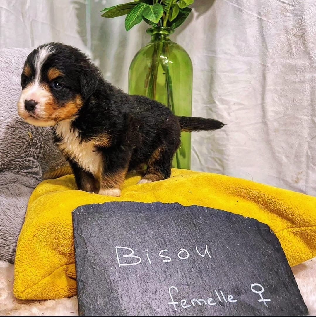 BISOU - Berger Américain Miniature 