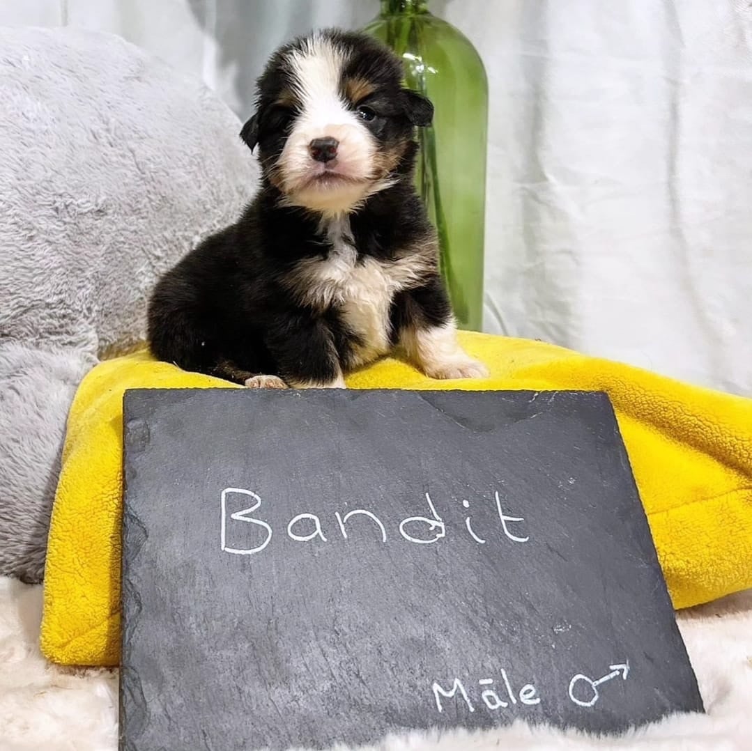 BANDIT - Berger Américain Miniature 